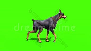 动物狗狗狗狗手人步行循环绿屏3D渲染动画